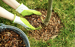 compost + pailles pour garder l'humidité des arbres